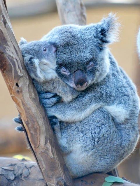 sleeping koala and baby